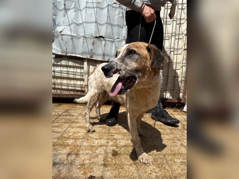 Bounty sucht ein zu Hause