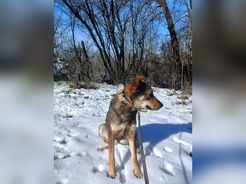 Buffy Tierschutzhund sucht ein Zuhause