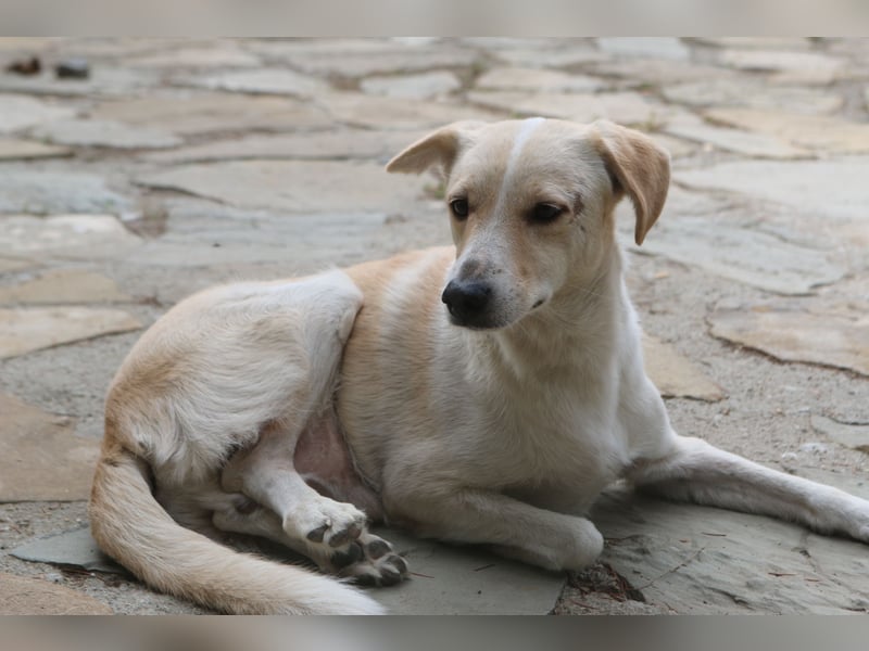 *Notfell* CAPPI, Rüde, 8 Jahre, 47 cm, Mischling, Tierschutz