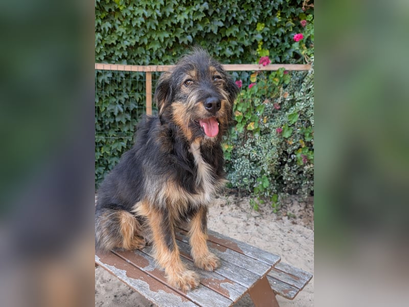 Menschenbezogener Benno wartet in Portugal auf seine Menschen!
