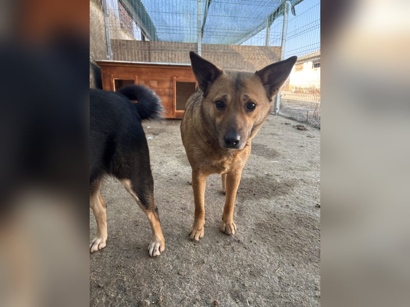 ⭐️FARINA⭐️, Hündin, 4 Jahre, 47 cm, Mischling, Tierschutz