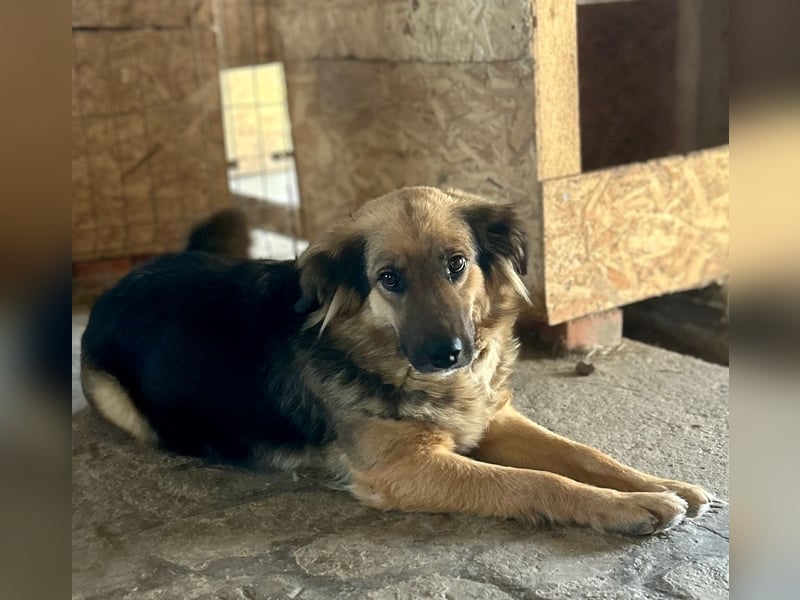 Notfell ⭐️DIANA⭐️, sensible Hündin, 4 Jahre, 46 cm, Mischling, Tierschutz Rumänien