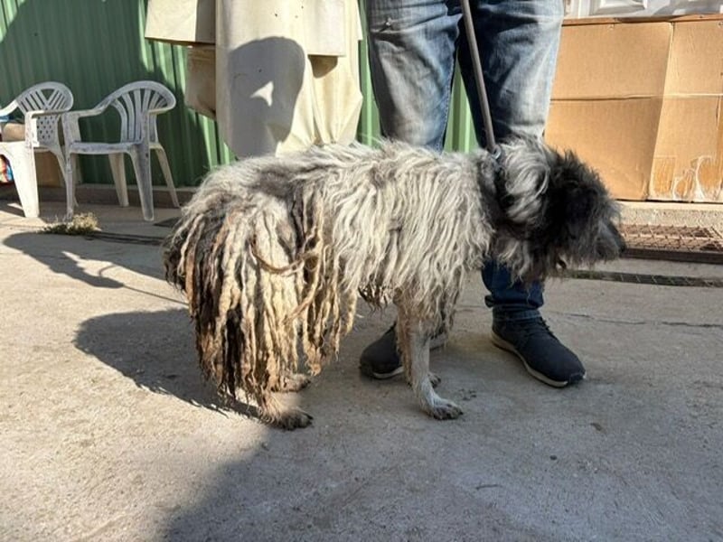 Vileda - dringend Gnadenplatz gesucht!!