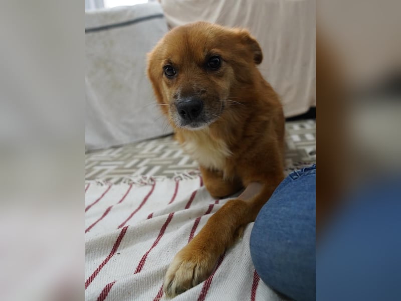 USARA, gelassene Hündin, 4 Jahre, ca. 48 cm, Mischling, Tierschutz Rumänien