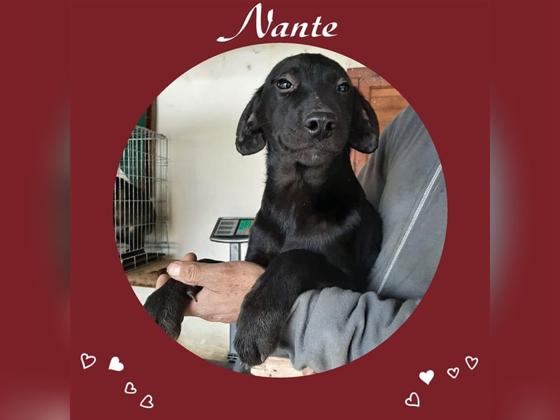 Nante sucht dringend sein neues Zuhause