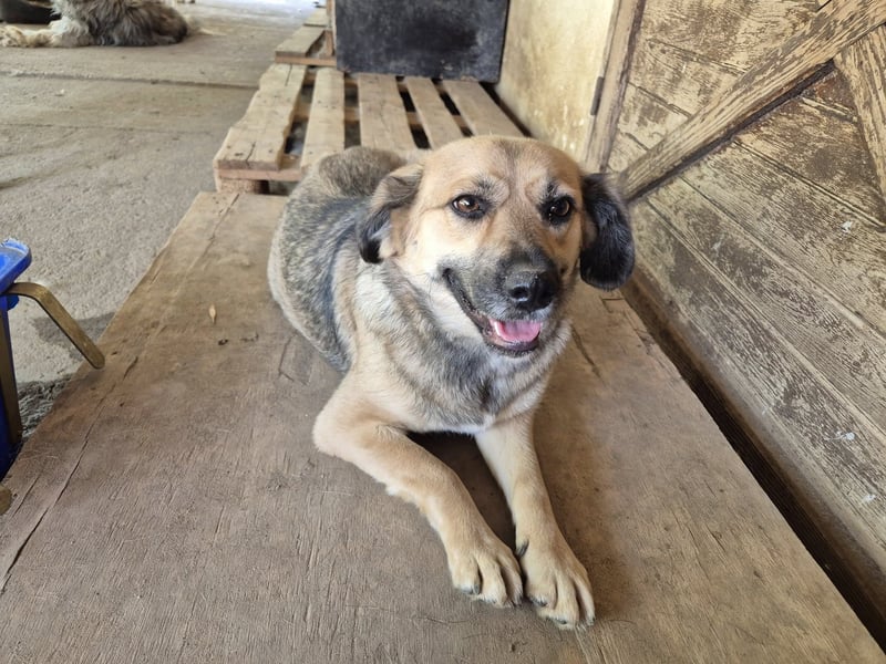 Hier kommt unsere süße Hündin 107409