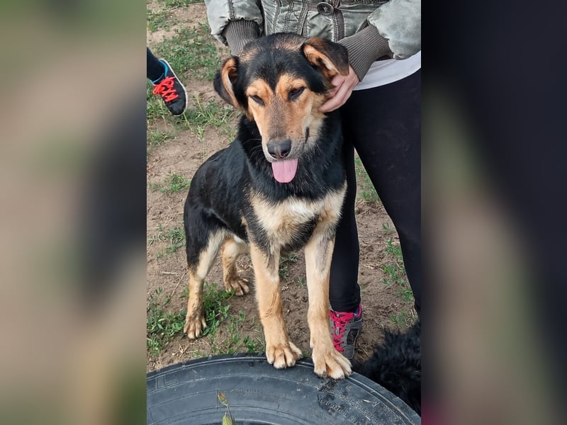 Kerubin, toller Hundemann