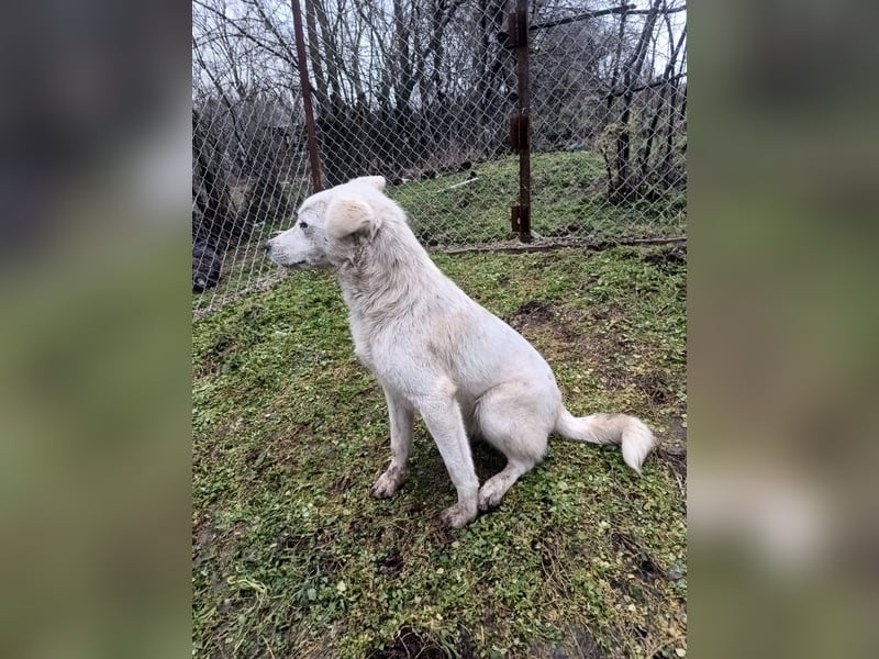 Zeus Tierschutzhund sucht ein Zuhause