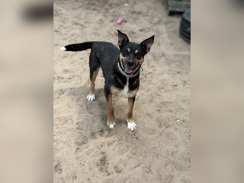 Hugi sucht einen Wegbegleiter