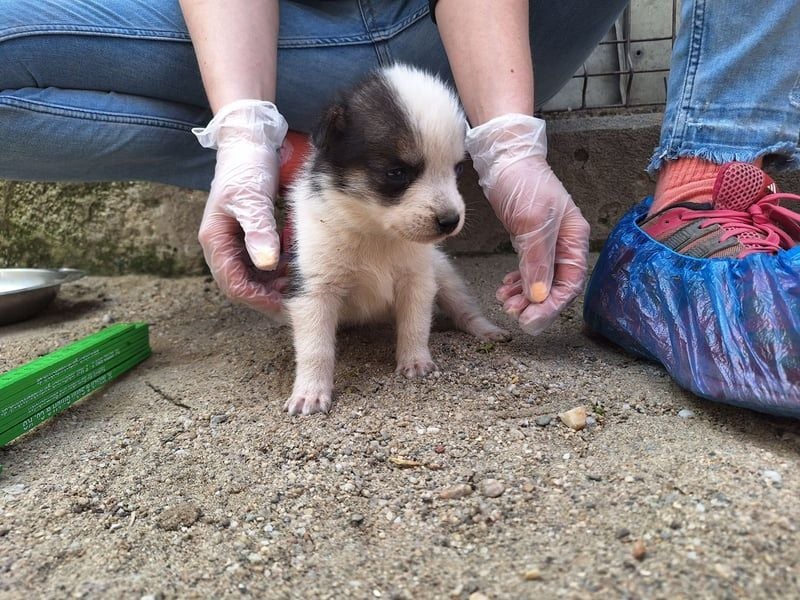 PICCOLO, besonderer Rüde, 1 Jahr, 45 cm, Mischling, Tierschutz