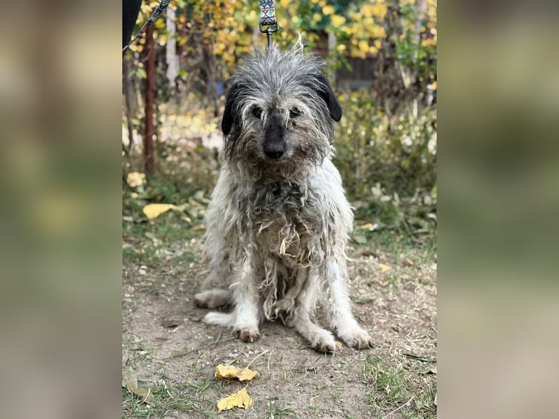 Vileda - dringend Gnadenplatz gesucht!!