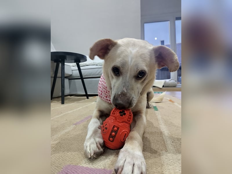 Pepe wartet in Augsburg