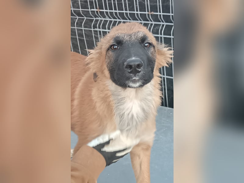 ⭐️TUTU⭐️, Malinois-Mix, Hündin, 8 Monate, ca. 53 cm, Mischling, Tierschutz