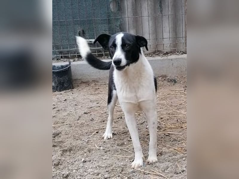 ⭐️PANDA⭐️, Rüde, 4 Jahre, 45 cm, Mischling, Tierschutz Rumänien