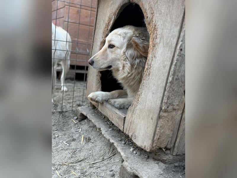 ⭐️CEDRIC⭐️, Goldschatz, Rüde, 3,5 Jahre, 50 cm, Mischling, Tierschutz Rumänien