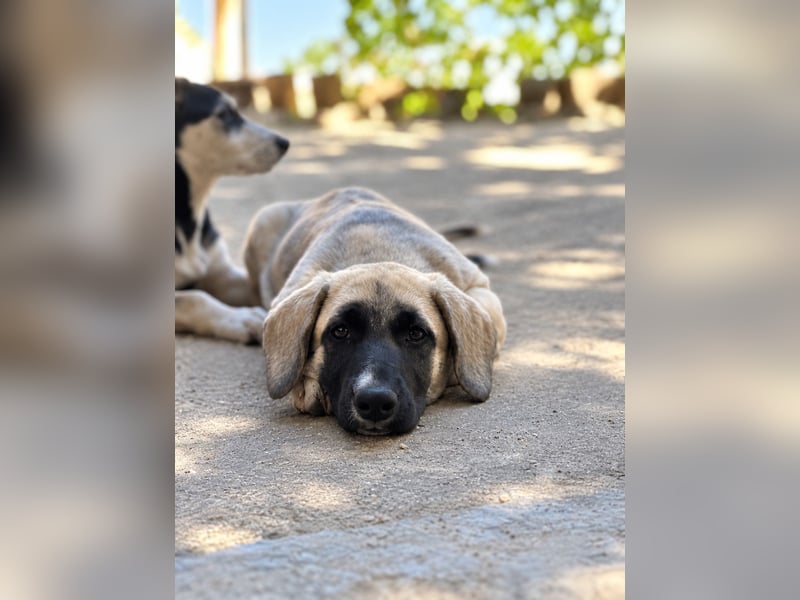 Birdie aus unserem Vogel Wurf wartet in Portugal auf dich!