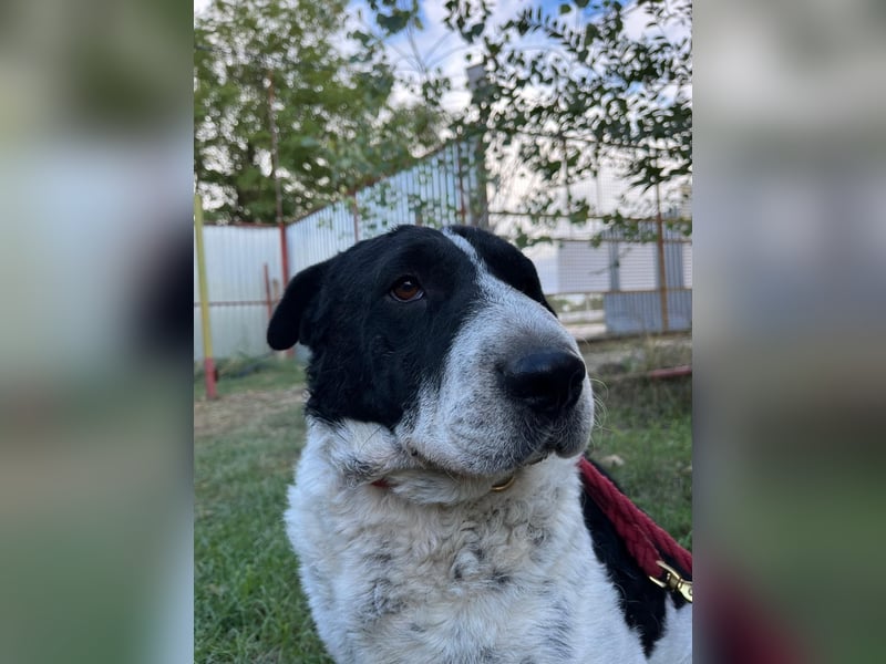 Rabies, ein Traumhund