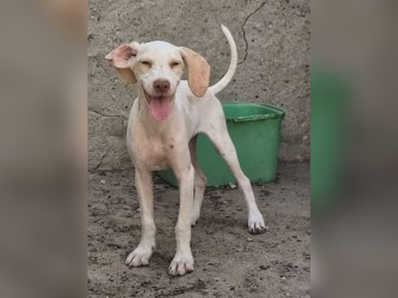 ⭐️KETURA⭐️, gut gelaunte Hündin, 8 Monate, im Wachstum, Mischling, Tierschutz