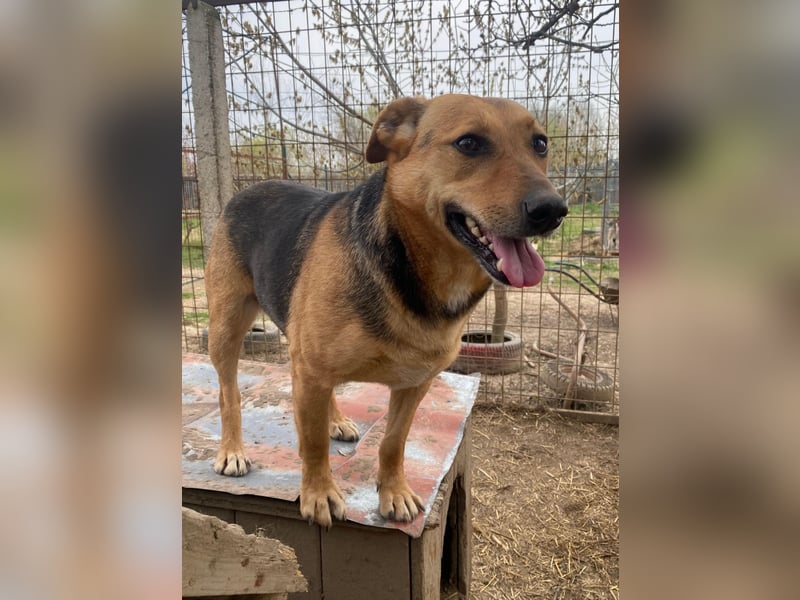 Zengö wartet auf ihr Happy End