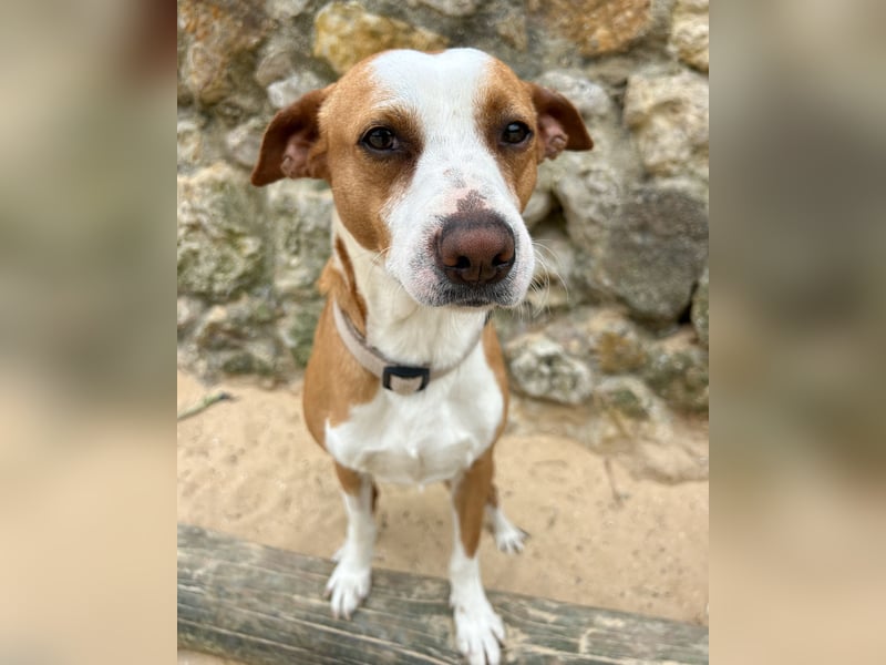 Aufgeschlossener Otis wartet in Portugal auf unserem Tierschutzhof!
