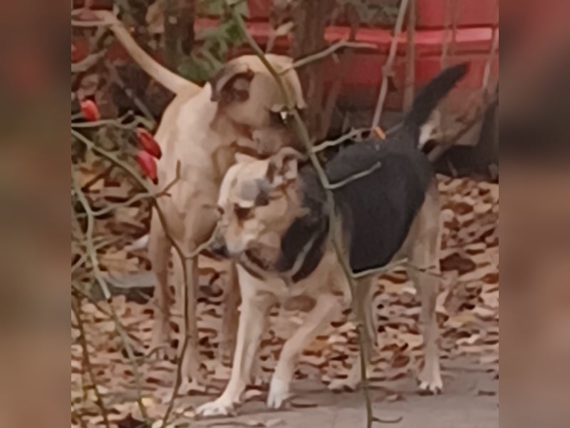 Rocky, lieber Rüde, lebt im Rudel in Rumänien