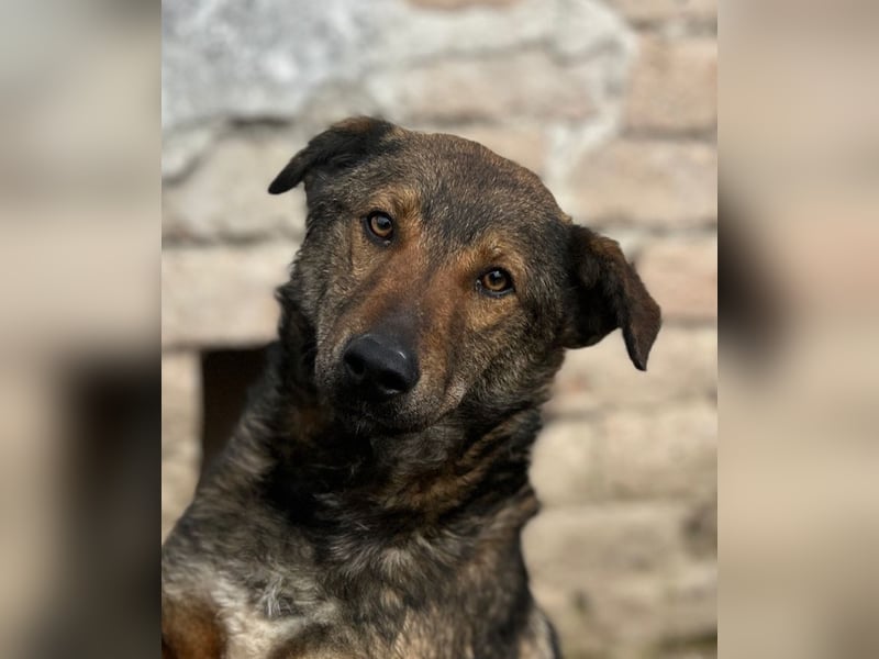 XORO, Goldstück, 1,5 Jahre, 50 cm, Mischling, Pflegestelle Hennef, Tierschutz Rumänien