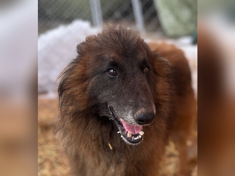 ⭐️Bruno⭐️, Tervueren-Mix, Rüde, ca. 3 Jahre, 42 cm, Mischling, Tierschutz