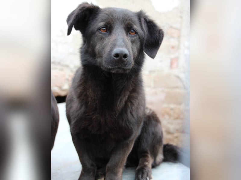 ⭐️COSTEL⭐️, Charakter-Kerl, Rüde, 3 Jahre, 42 cm, Mischling, Tierschutz Rumänien