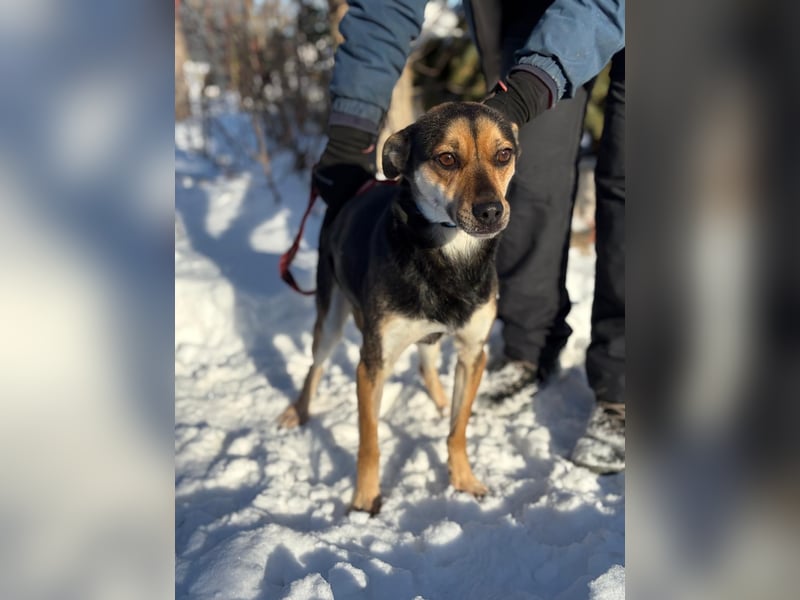 Alek möchte endlich ankommen