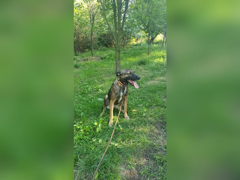 Mina Tierschutzhund sucht ein Zuhause