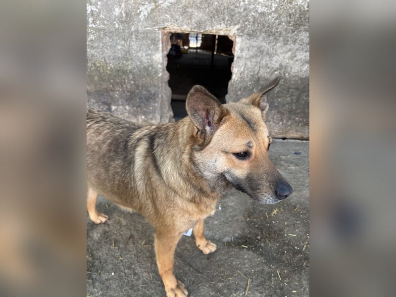 ⭐️FARINA⭐️, Hündin, 4 Jahre, 47 cm, Mischling, Tierschutz