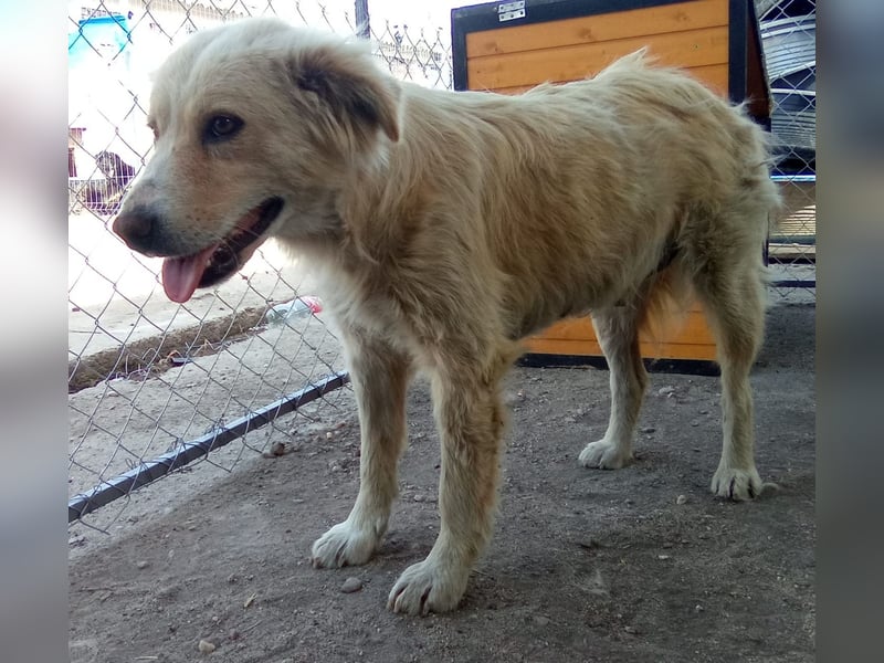 FINCHEN, Herz aus Gold, 5 Jahre, 45 cm, Mischlingshündin, Tierschutz Rumänien