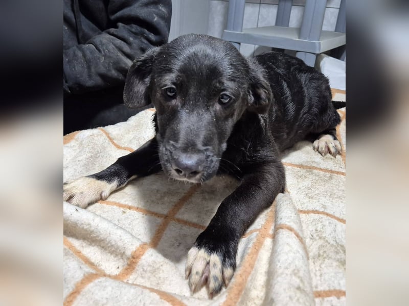 Welpenrüde 175617 sucht sein eigenes Körbchen