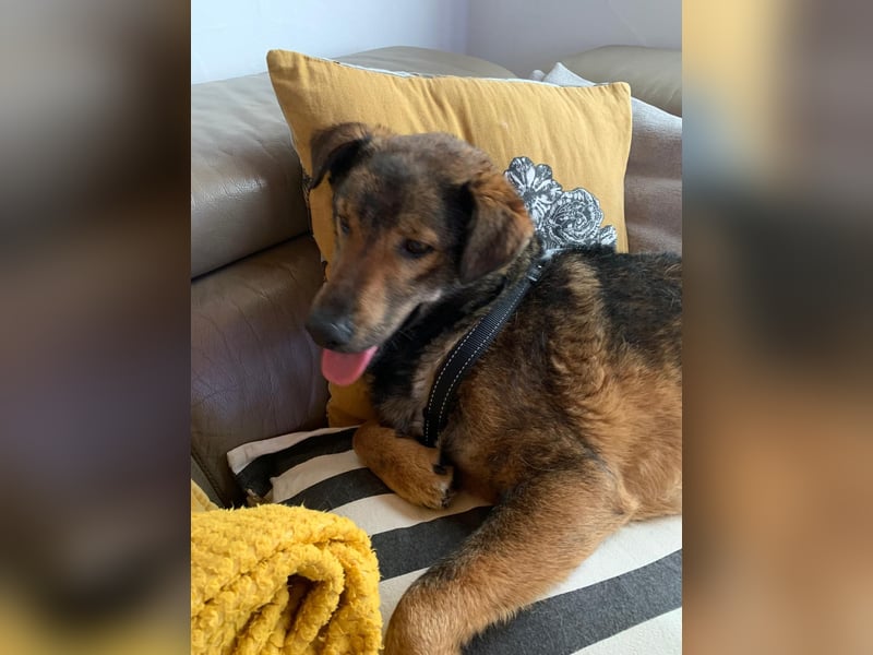 XORO, Goldstück, 1,5 Jahre, 50 cm, Mischling, Pflegestelle Hennef, Tierschutz Rumänien