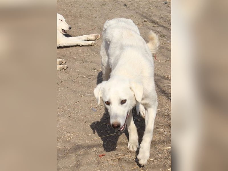 LOLA 2 vermisst ihre Schwester so sehr und möchte Rumänien ganz schnell verlassen