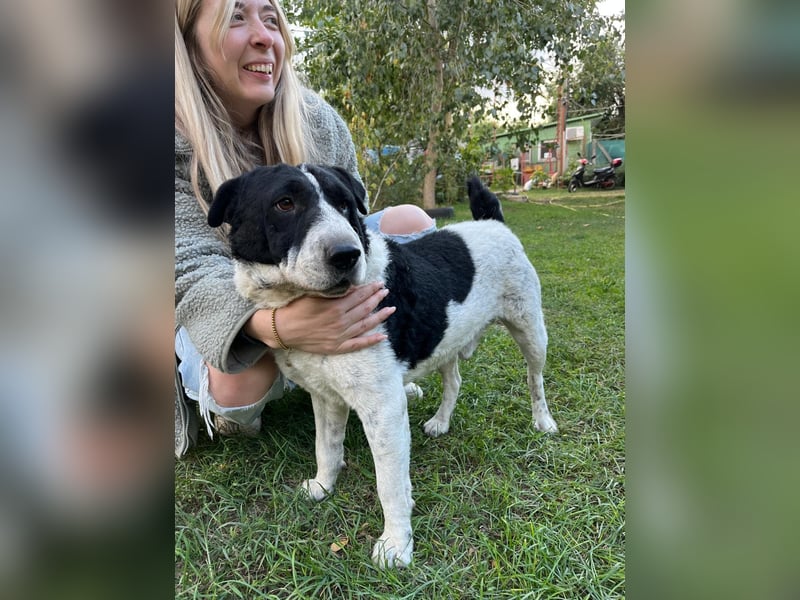 Rabies, ein Traumhund