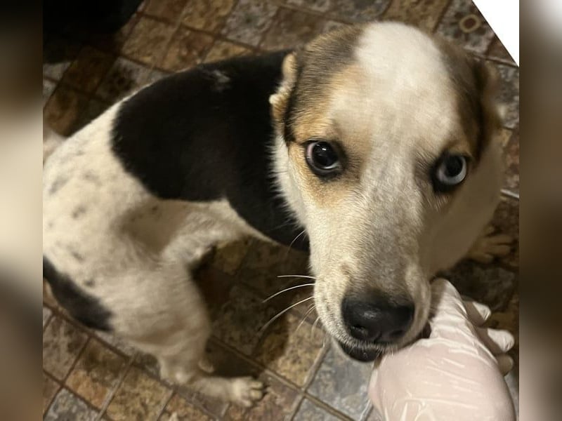 PICCOLO, besonderer Rüde, 1 Jahr, 45 cm, Mischling, Tierschutz