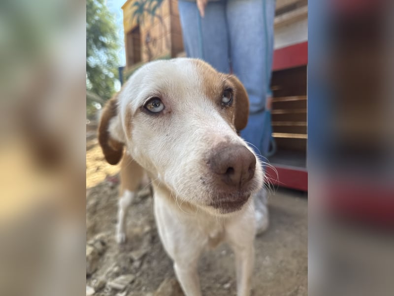 Picúr sucht ein Herz, das sie liebt