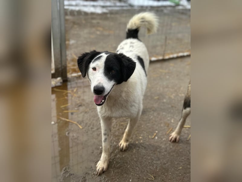 ⭐️SNOOPY⭐️, Spaßvogel und Spielkamerad, Rüde, 1 Jahr, 46cm, Mischling, Tierschutz