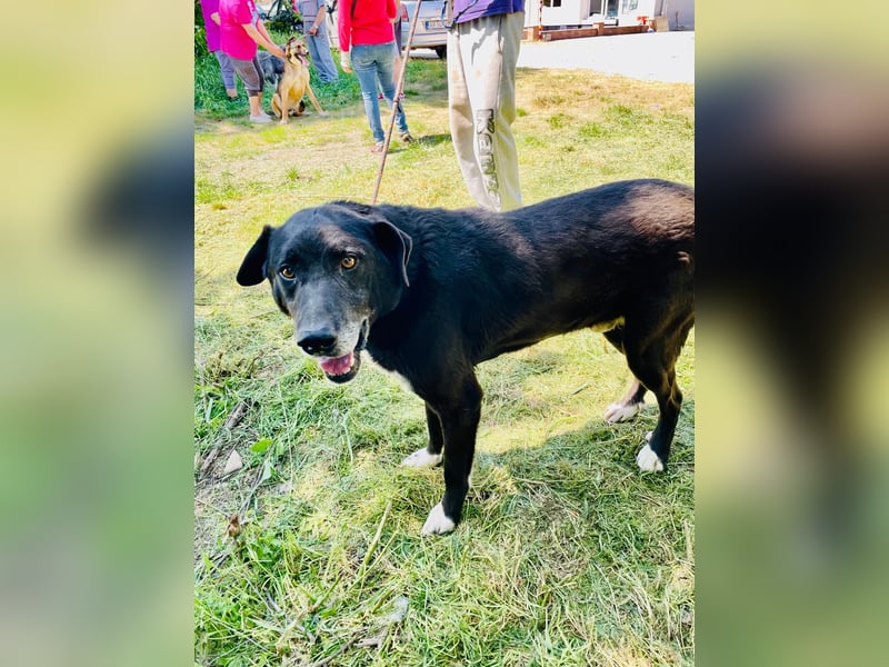 So traurig Rüde Romica, lebt seit 7 Jahre in einem Rumänischen Tierheim sind genug