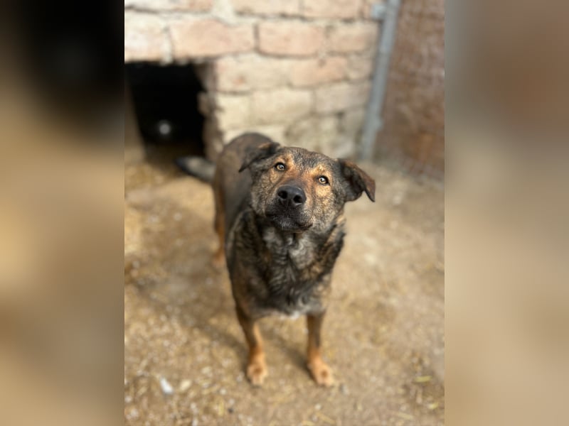 XORO, Goldstück, 1,5 Jahre, 50 cm, Mischling, Pflegestelle Hennef, Tierschutz Rumänien