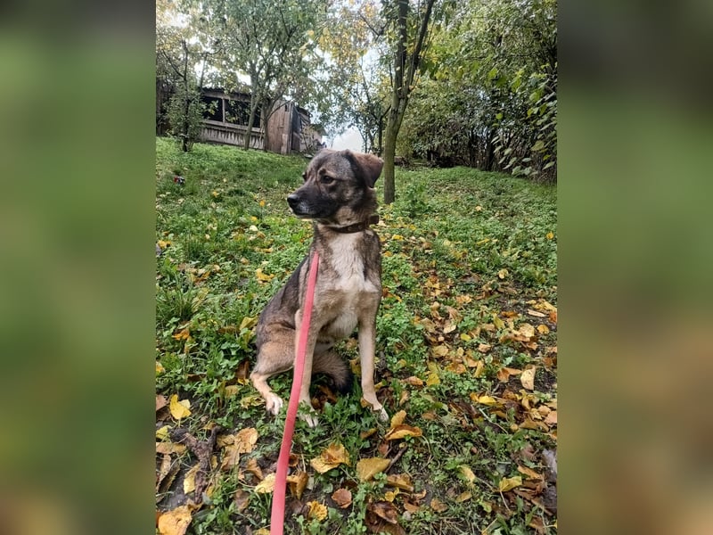 Kara Tierschutzhund sucht ein Zuhause