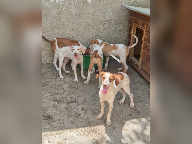 ⭐️KETURA⭐️, gut gelaunte Hündin, 8 Monate, im Wachstum, Mischling, Tierschutz