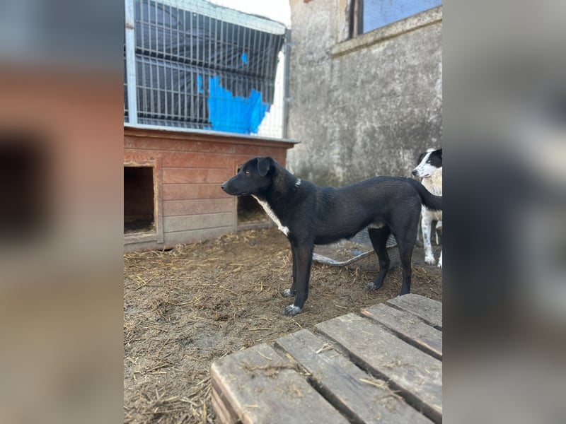 ⭐️SMOKY⭐️, sportlicher Rüde, 1 Jahr, 46 cm, Mischling, Tierschutz