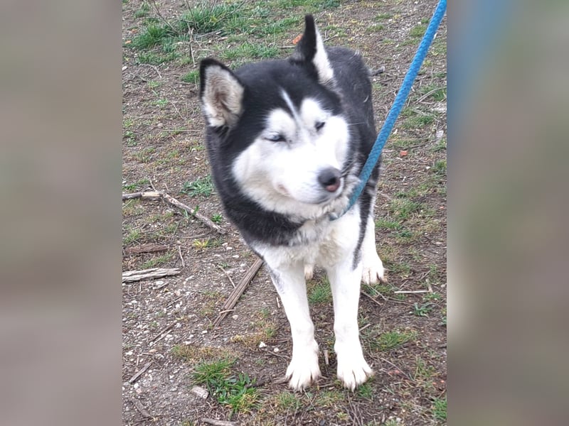 Huskyherz sucht Menschen, die ihre Sprache sprechen