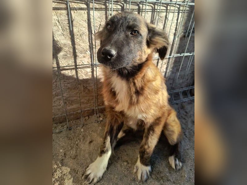 ⭐️CAJA⭐️, sanftes Welpenmädchen, 8 Monate, 40 cm, Mischling, Tierschutz