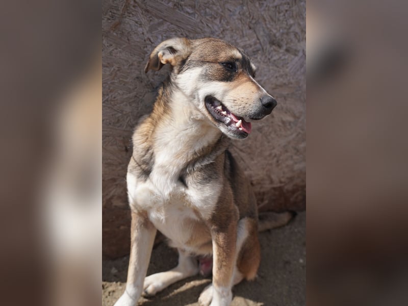 ⭐️ILKER⭐️, fröhlicher Hundejunge, 1 Jahr, 48 cm, Mischling, Tierschutz Rumänien