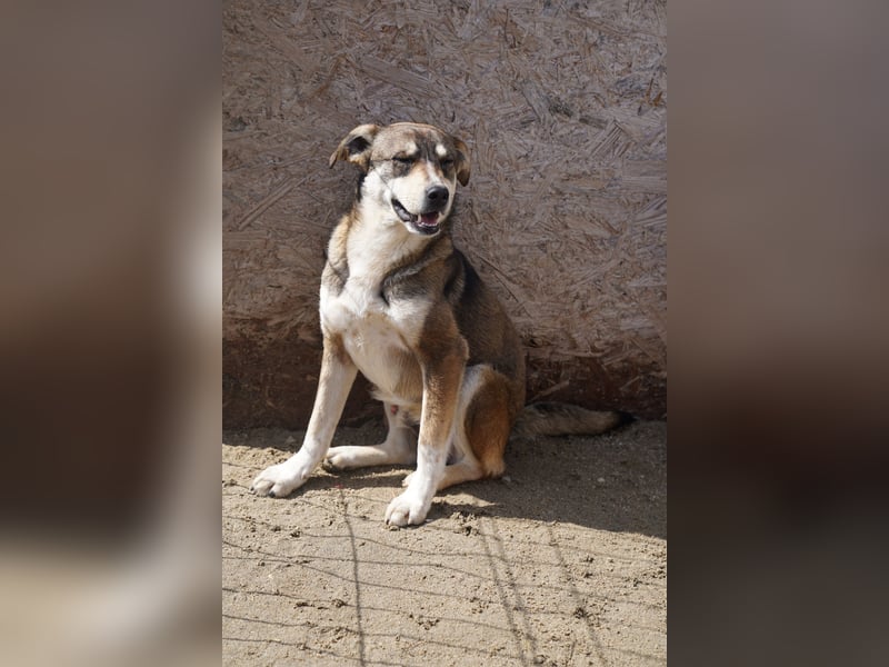 ⭐️ILKER⭐️, fröhlicher Hundejunge, 1 Jahr, 48 cm, Mischling, Tierschutz Rumänien