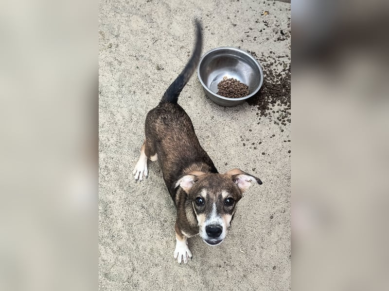 ⭐️ILKER⭐️, fröhlicher Hundejunge, 1 Jahr, 48 cm, Mischling, Tierschutz Rumänien