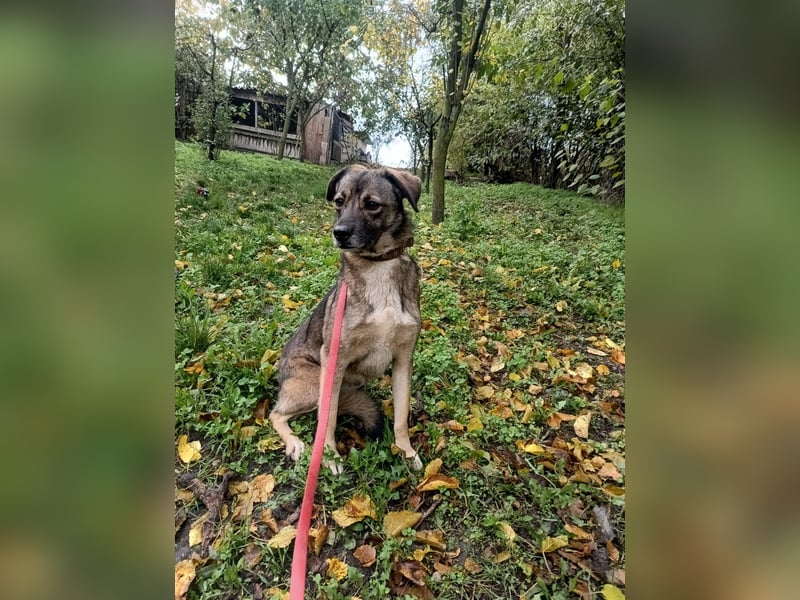 Kara Tierschutzhund sucht ein Zuhause